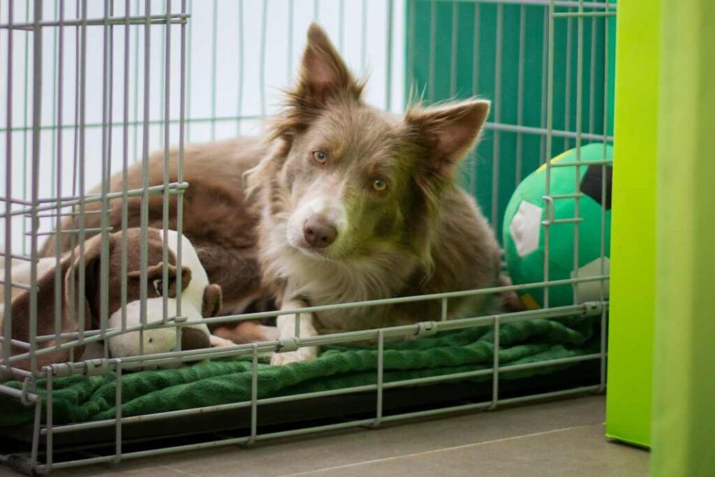 A dog on a green blanket with it's toys in a wire dog crate.