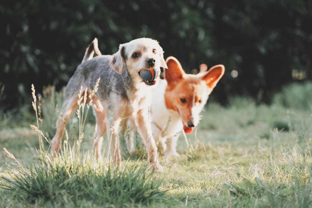 An image of two dogs playing with a ball, to complement this article about the Genetics of Canine Aggression.