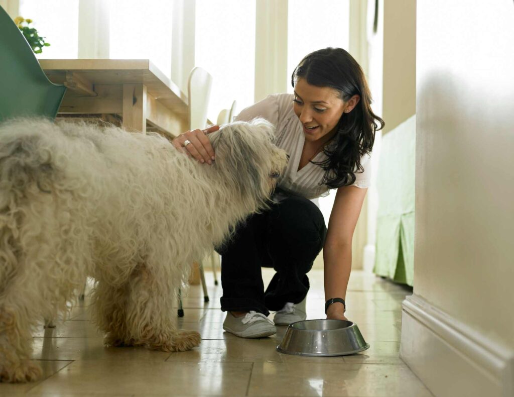 An image depicting Health Supplements and Superfoods for dogs