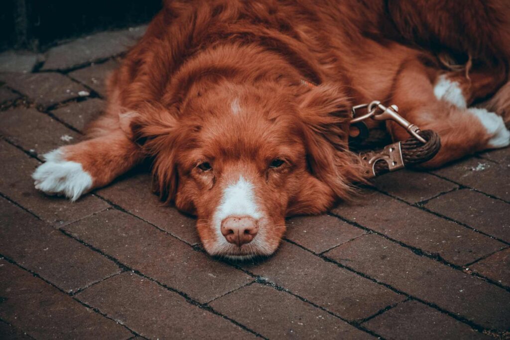 A red retriever lying flat on brick paving stones.