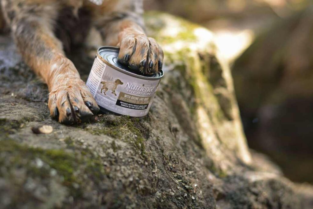 Dog paws on a tin of dog food on a rock.