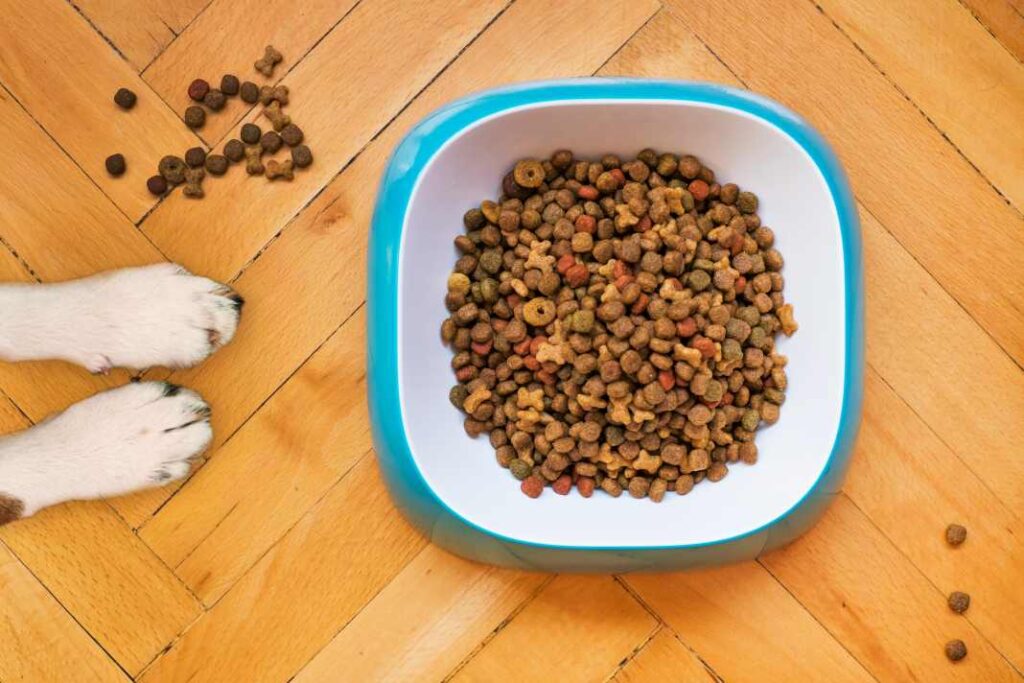 An image of  a bowl of dry dog food, with the paws of a dog, depicting the importance of meeting the nutritional needs of dogs.