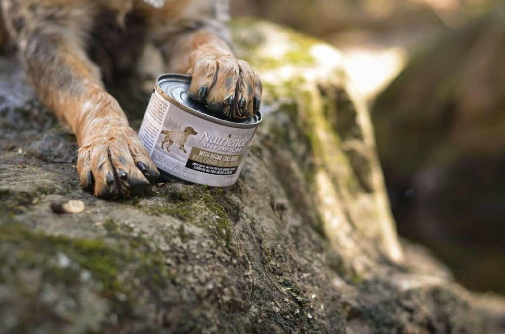 An image of a dogs paw on a tin of wet dog food sitting on a rock.