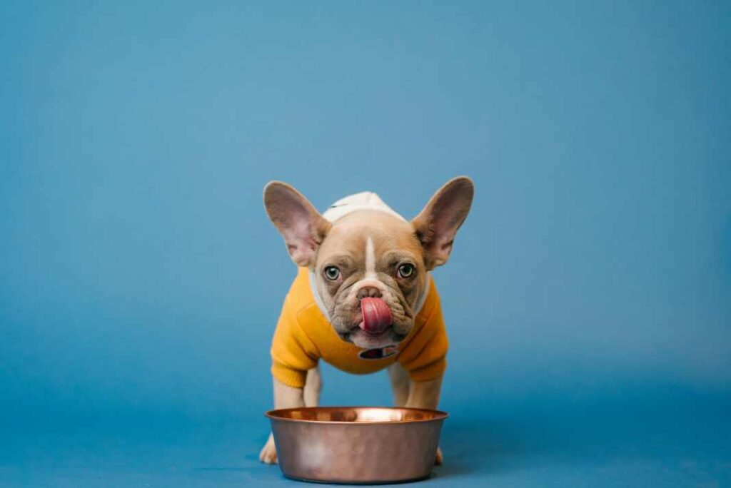 An image of a dog and dog bowl depicting the the significance of keeping your dogs water bowl full.