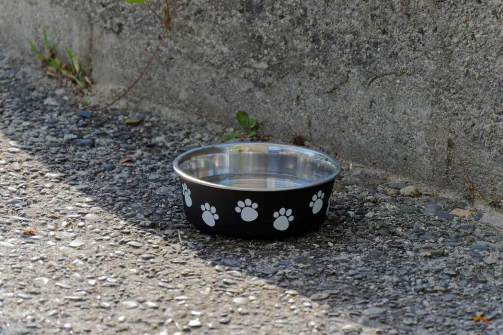 Discover the significance of keeping your dog's water bowl full, including the importance of water for dogs, their hydration needs, and valuable tips to maintain their overall health and well-being