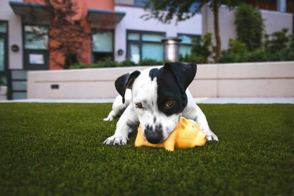 A photo of a Jack Russell playing with an interactive toy, highlighting the benefits of interactive toys for dogs