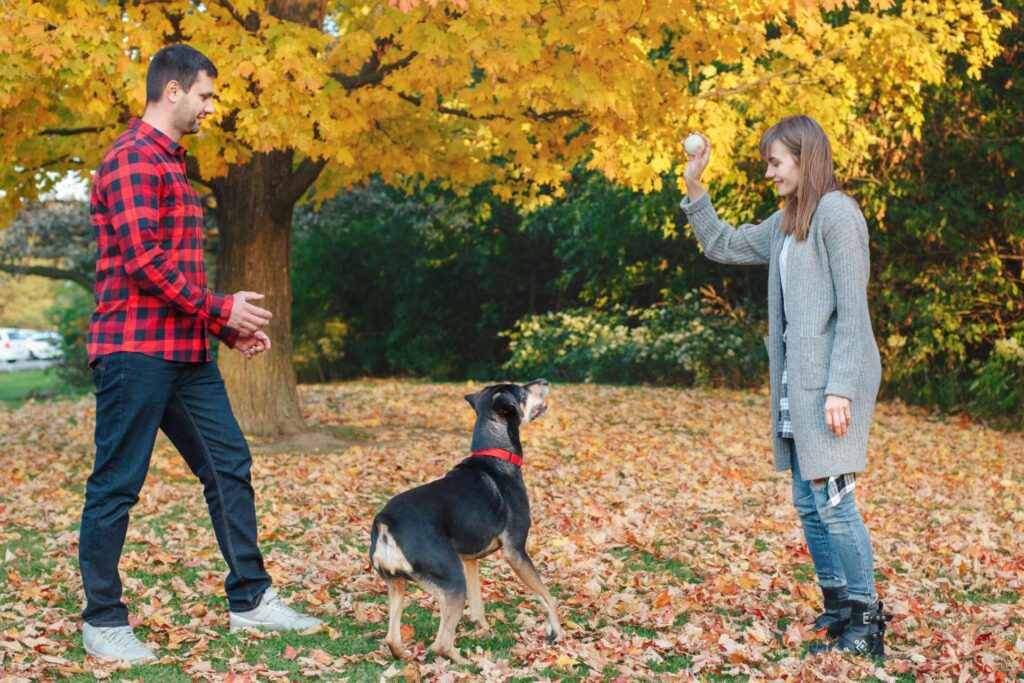 An autumn setting with golden leaves on trees and on the ground. A male and female with their dog practicing consistency in dog training.