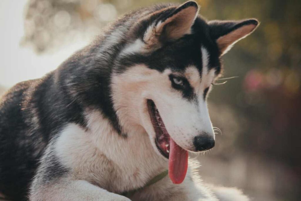 A close up of an adolescent Husky dog to illustrate the importance of training Adolescent dogs.