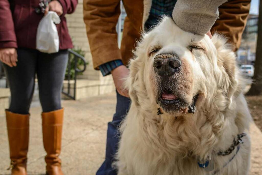 A photo of Moose, a Great Pyrenees who is deaf and has poor vision although you'd never know. Depicting the benefits of basic obedience training for dogs