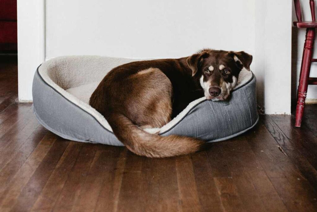 An image of a dog laying in its bed, depicting the benefits of creating a sleep routine for dogs.