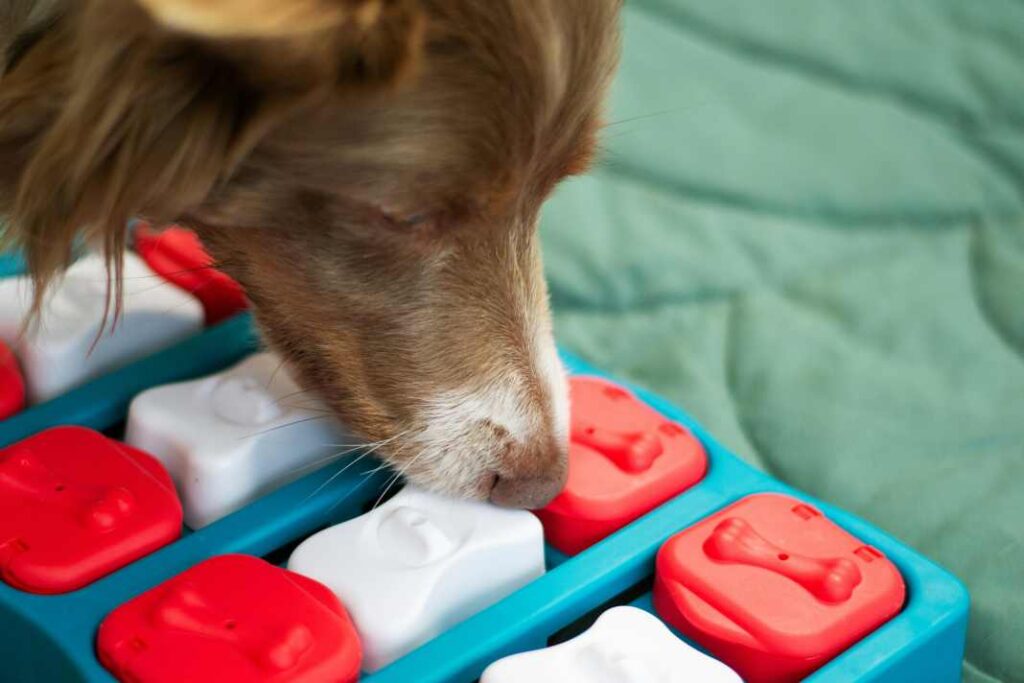 A small dog sniffing out a scent game for dogs.