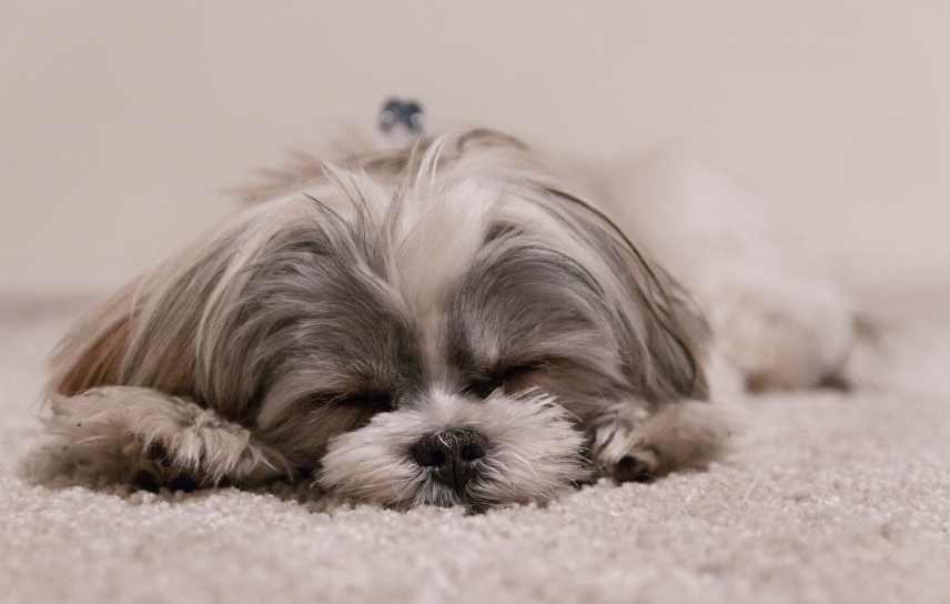 An image of a calm dog supporting our Guide to Easing Dog Separation Anxiety