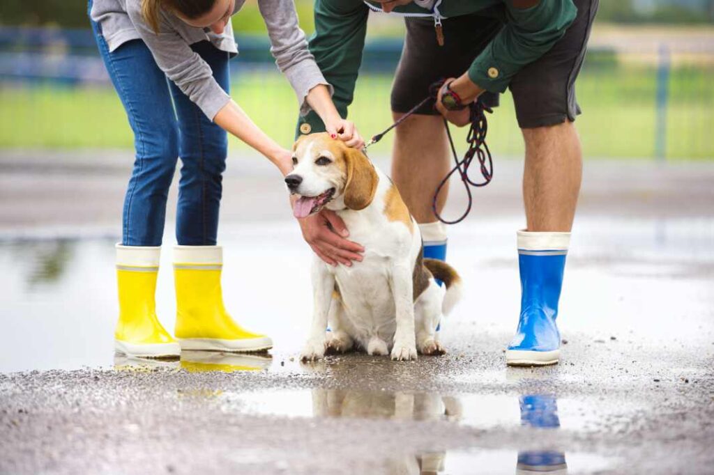 A couple getting ready to take their beagle for a walk, putting what they learned in the guide to socializing your dog into practice.