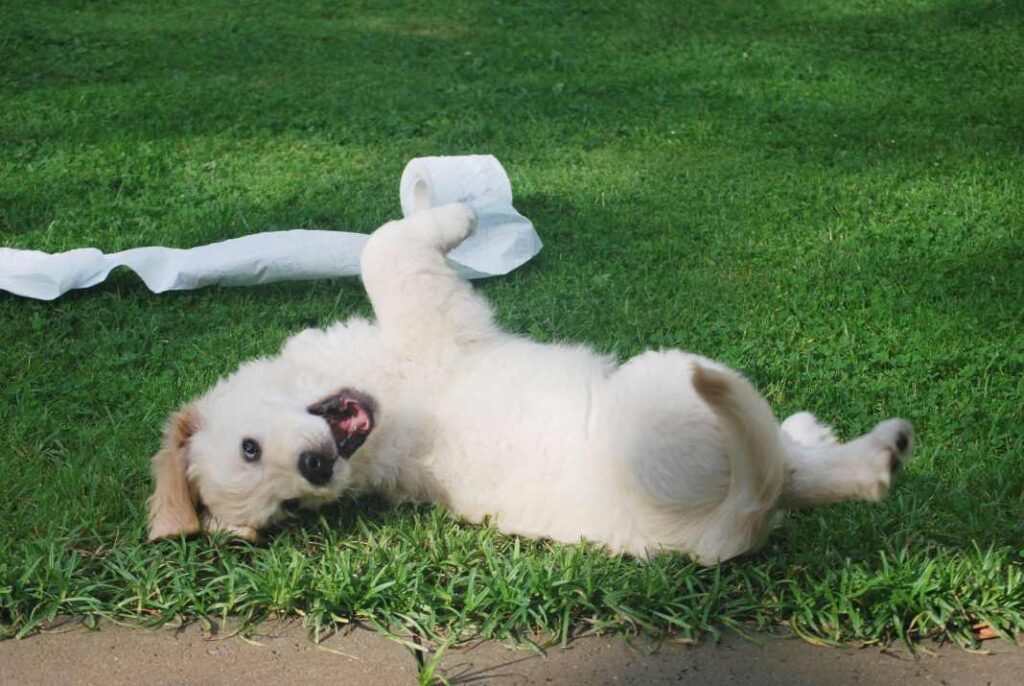 A young puppy playing on the grass with a roll of toilet paper.