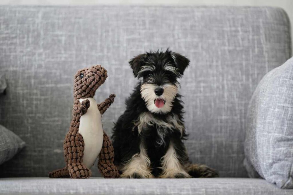 A Black and Silver Miniature Schnauzer on a grey couch with a stuffed dinosaur beside it.