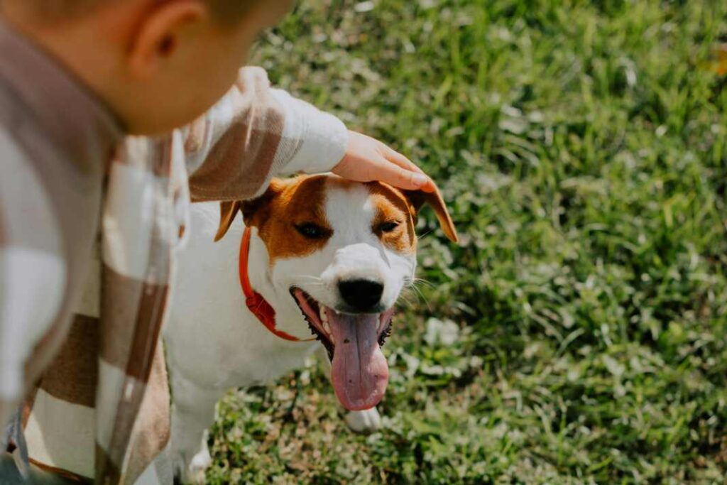 A young boy patting his brown and white Jack Russell, with it's tongue hanging out.