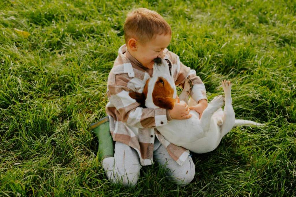 A young boy happily playing with his Jack Russell on the lawn.