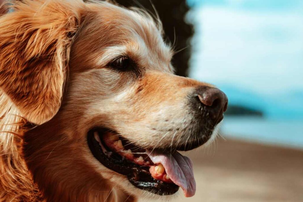 Smiling golden retriever on a beach with a blurred blue sky background.