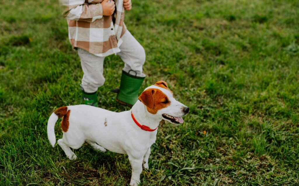 Brown and white young puppy with a boy in green gumboots walking on green grass. It can be challenging when their dog won't go outside alone