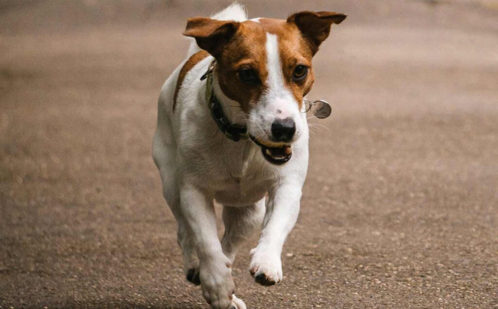 Tan and white Jack Russell running on pavement. Why your dog won't go outside alone.