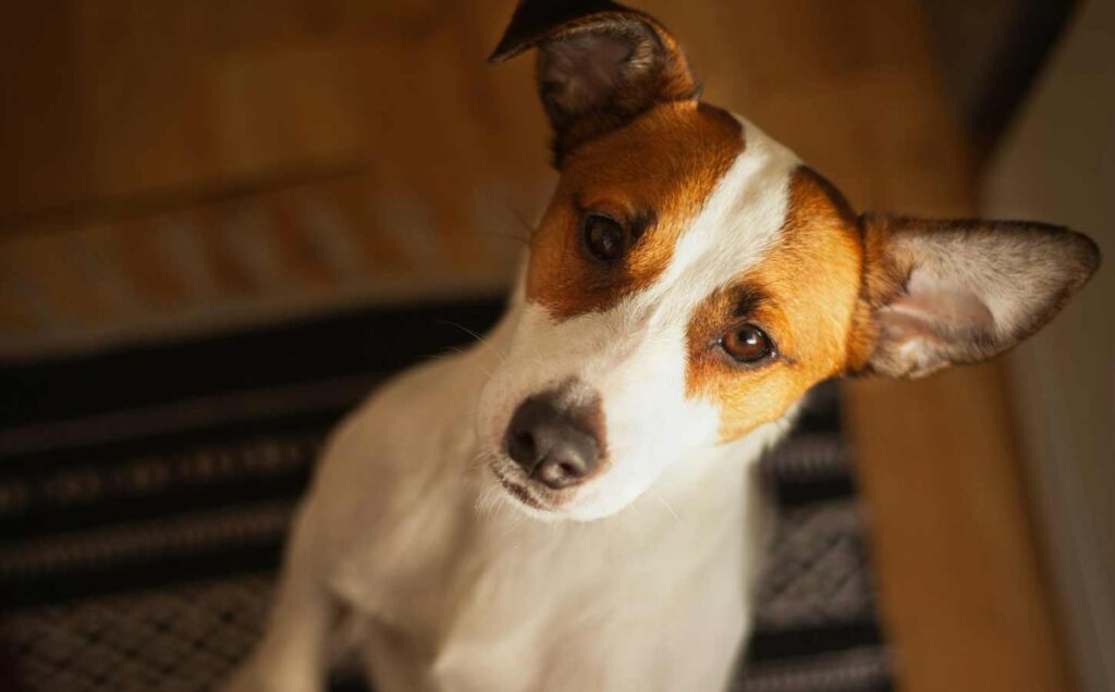 A tans and white Jack Russell sitting up waiting for a dog treat.