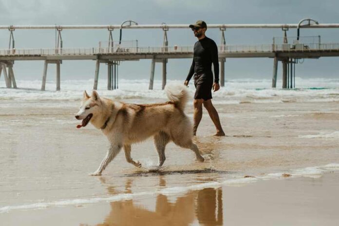 A husky and his owner walking in the water along a golden beach foreshore with a pier in the background.