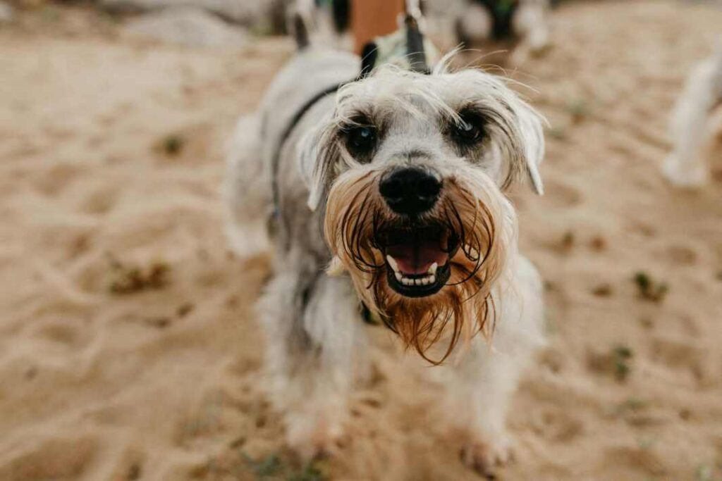 A small yapping dog pulling on its leash, standing on sand at a beach.