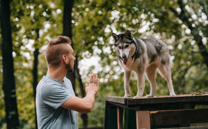 A male dog owner training his Husky dog with a hand gesture.