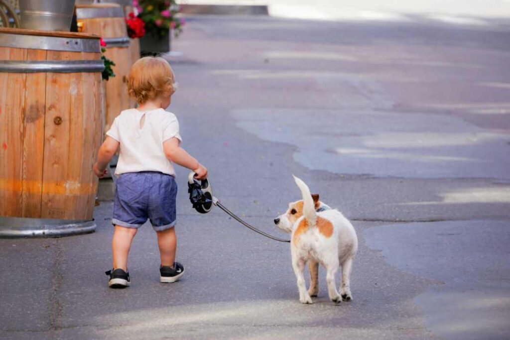 A young child walking a Jack Russell.