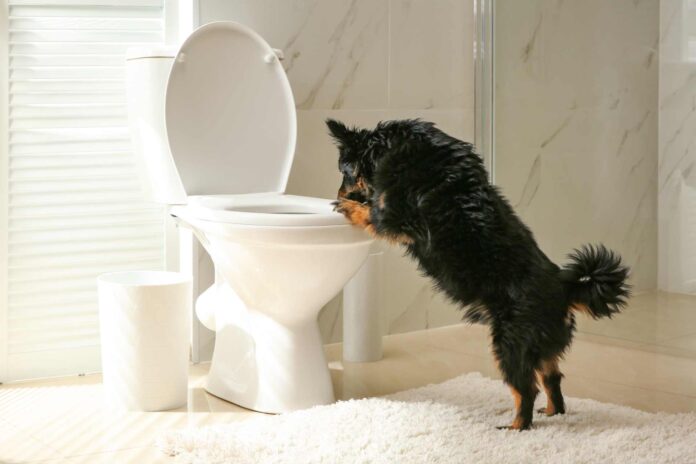 A dog on it's hind legs looking into a toilet bowl.