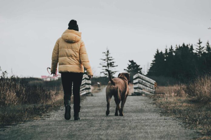 A female dog owner taking her dog for a walk.