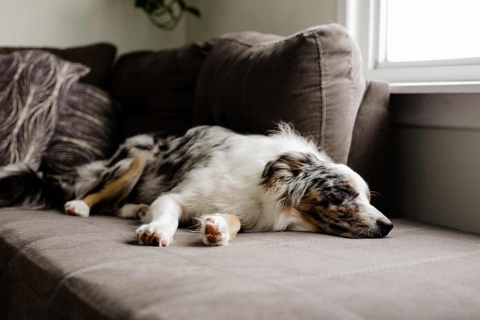 A border collie dog sleeping on a gray couch.