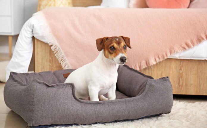 Brown and white Jack Russell sitting in a dog bed.