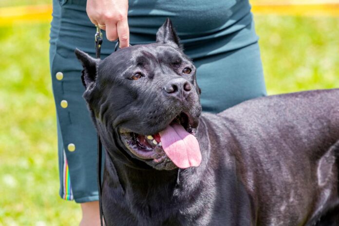 American Pit Bull Terrier with black fur being held by it's owner with a leash.