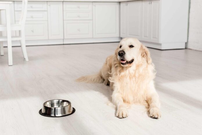 A golden retriever lying on floor beside an empty dog food bowl.