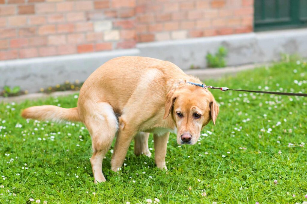 A Golden Retriever being potty trained. In this photo it has been shown where to pee outside on the grass.