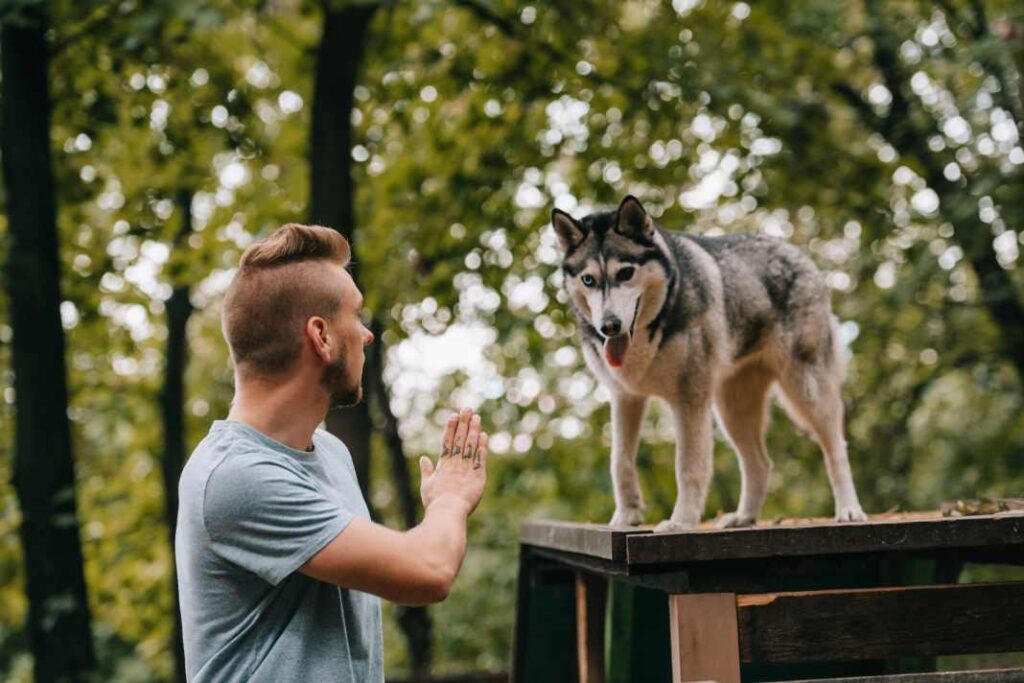 A man training his Husky dog with a hand gesture.