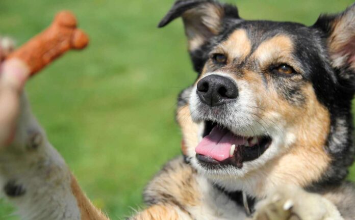 A German Shepherd Mix Dog being trained using treats.