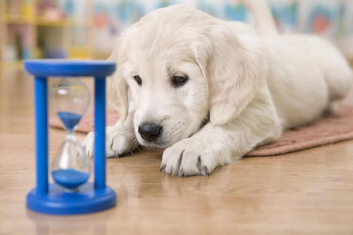 A white Golden Retriever puppy staring at a blue hour glass.