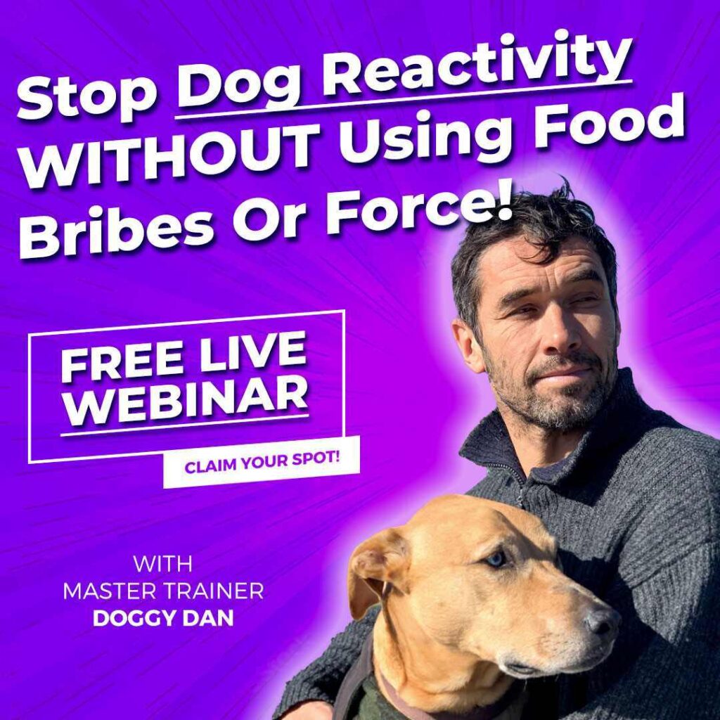 Advert for the Solve Dog Reactivity free webinar with Doggy Dan.