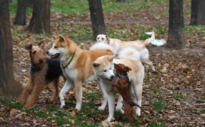 A pack of different breed dogs enjoying the benefits of joining a local dog meetup in the park.