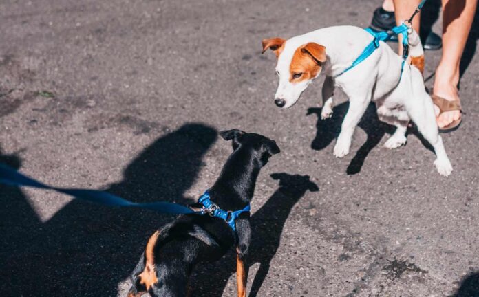 Two small dogs meeting in the street. The Jack Russell is lunging, pulling on its lead, toward the other dog.